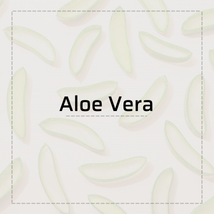 Aloe Vera là gì? Bí kíp làm đẹp từ thời xa xưa 